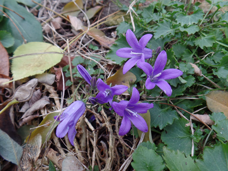 kleinbiotop-essbarer-garten